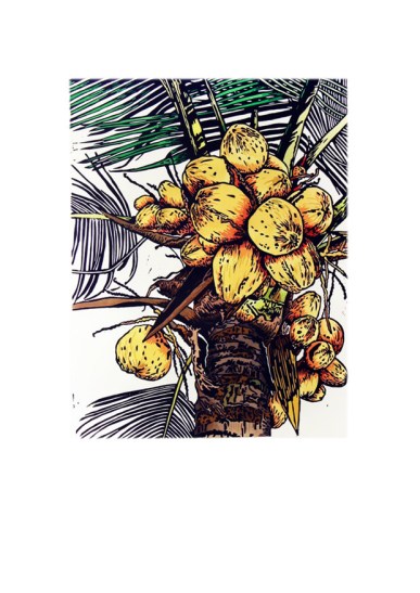 Coconuts by Fiona Watson